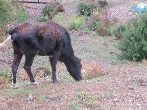 Camping E Gradelle, Korsika / © Camping Korrespondent