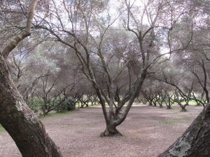 Olivenhain, Camping Calamar, Korsika / © Camping Korrespondent