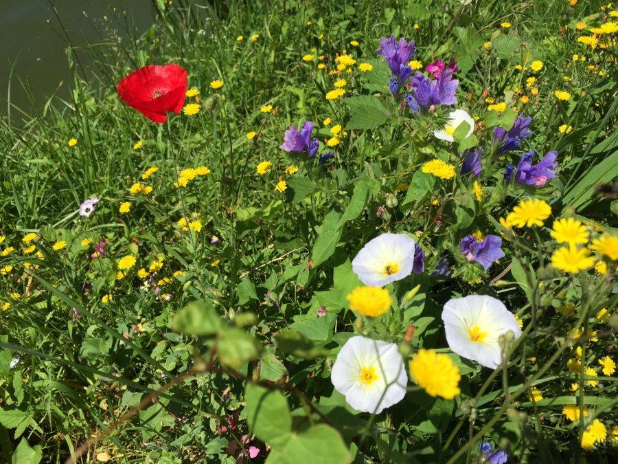 Camping Hammerschmiedesee / Foto: © Camping Korrespondent