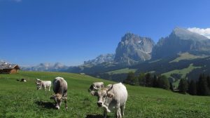 Seiser Alm, Schlern / Foto: © Camping Korrespondent