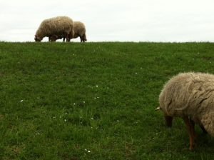 Camping Land in Drage / Foto: © Camping Korrespondent