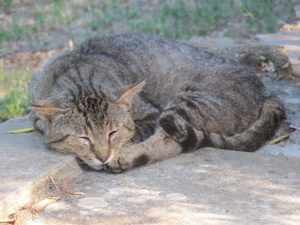 Insel Korcula, Kroatien / Foto: © Camping Korrespondent