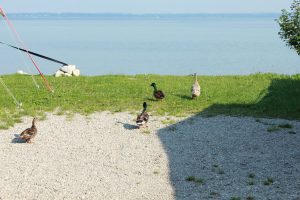 Chiemsee, Foto: © Camping Korrespondent