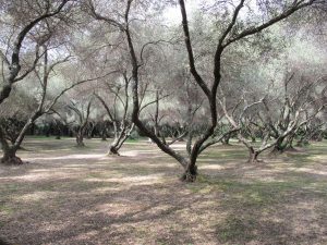 Zeltplatz, Camping Calamar, Korsika / © Camping Korrespondent