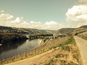 Blick aus Weinberg über den Rhein