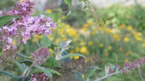 Campingplatz Terre Ferme / ©Campingkorrespondent