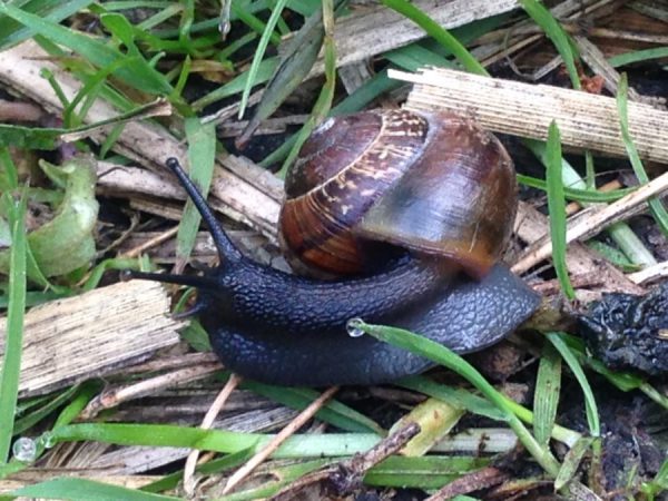 Camping Nandalee, Usedom / © Campingkorrespondent