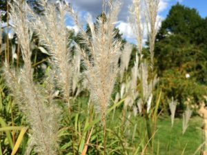 Gartenfestival Chaumont-sur-Loire / Foto: © Camping Korrespondent