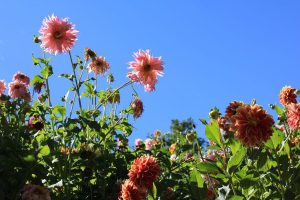 Gärten Schloss Trauttmansdorff Meran / Foto: © Camping Korrespondent