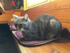 Belchentour, Münstertal, Etappe 1 / Foto: © Camping Korrespondent