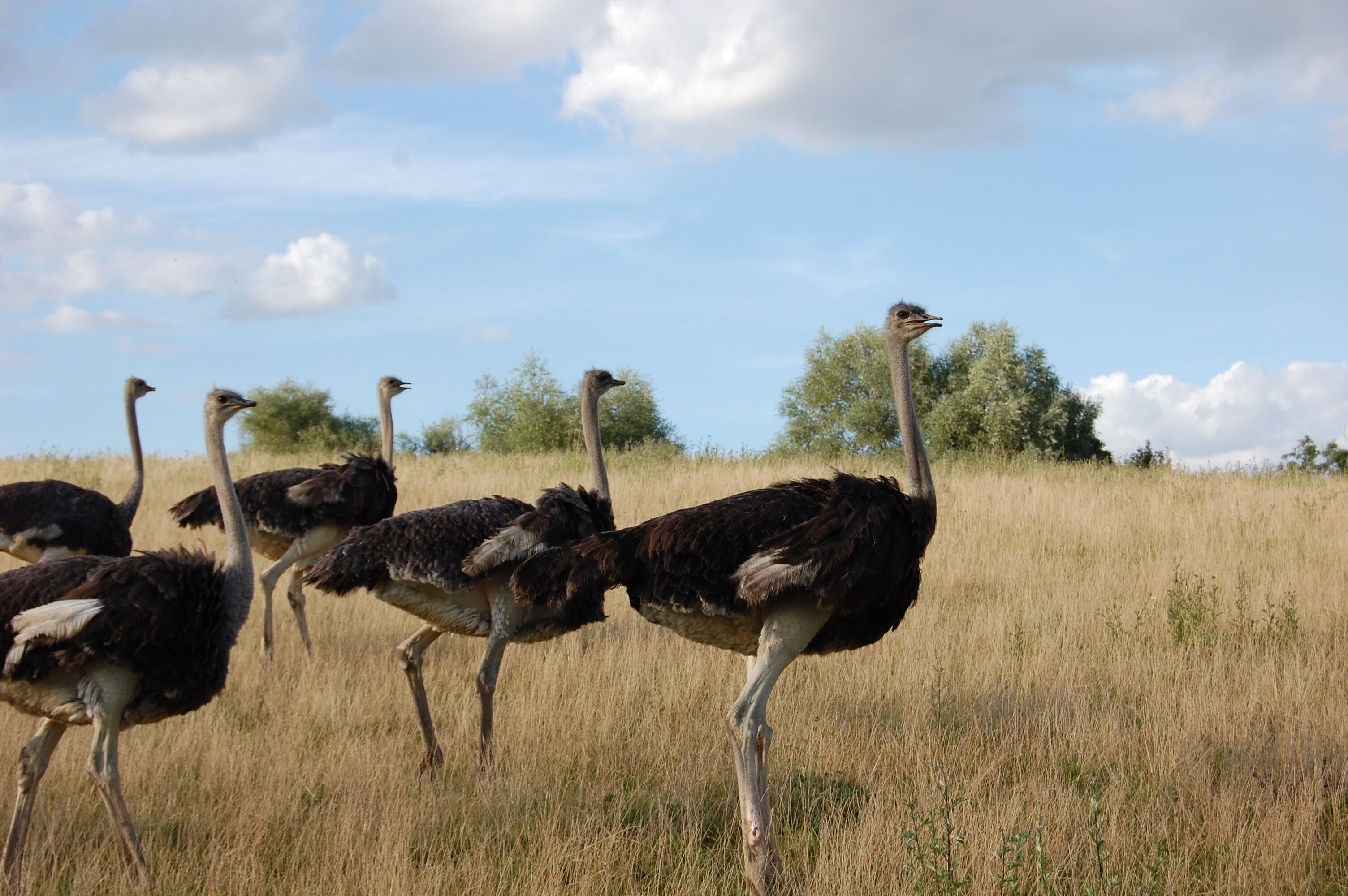 Straußenhof Berkenlatten / © Landvergnügen