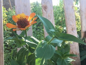 Val Vidal Camping Rovinj / © schön campen